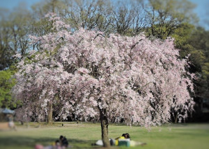 広場の真ん中で満開の桜